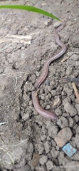 Amphisbaena darwinii