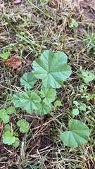 Malva parviflora