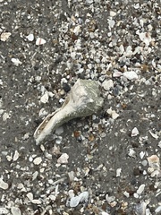 Sinistrofulgur pulleyi