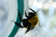 Bombus morrisoni