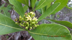 Psychotria suber