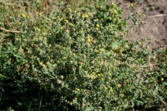 Pulicaria vulgaris