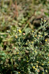 Pulicaria vulgaris