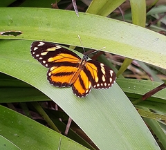 Eresia phillyra phillyra