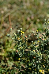 Pulicaria vulgaris
