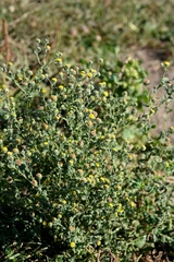 Pulicaria vulgaris