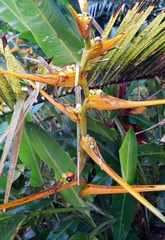 Heliconia latispatha