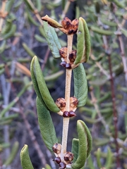 Ceanothus crassifolius