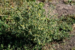 Pulicaria vulgaris