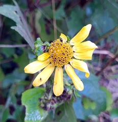 Smallanthus maculatus