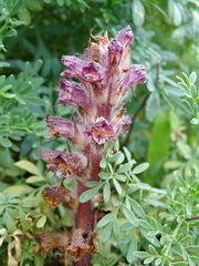 Orobanche pubescens
