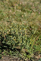 Pulicaria vulgaris