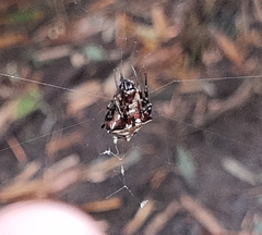 Verrucosa