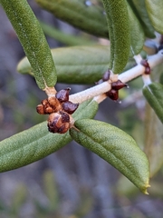 Ceanothus crassifolius