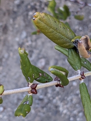 Ceanothus crassifolius