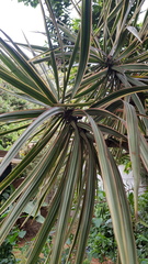 Dracaena reflexa angustifolia