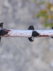 Ceanothus crassifolius