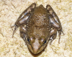 Amietia fuscigula