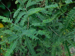 Eysenhardtia polystachya