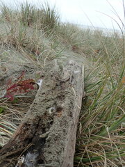 Pericoptus truncatus