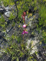 Disa racemosa