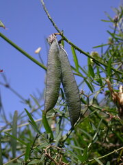 Vicia scandens