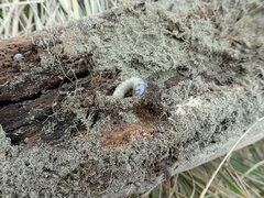 Pericoptus truncatus