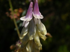 Vicia scandens