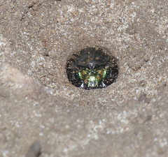 Cicindelinae