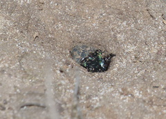 Cicindelinae
