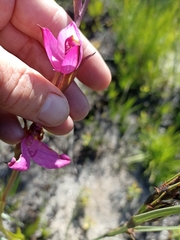 Disa racemosa