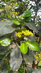 Psychotria capensis