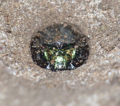 Cicindelinae