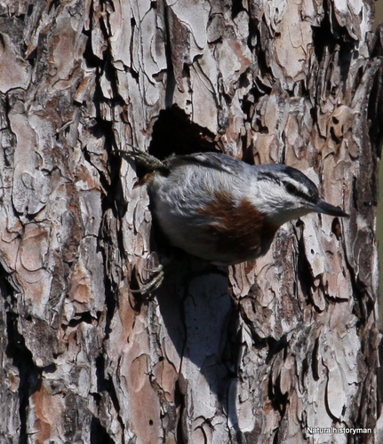 Krüper's Nuthatch, photo 7 of 8
