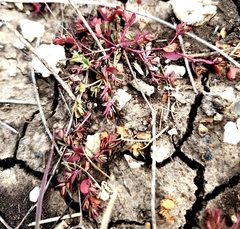 Gonocarpus micranthus