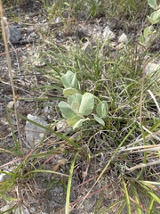 Mandevilla macrosiphon
