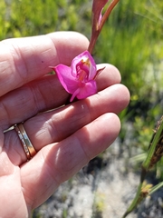 Disa racemosa