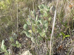 Mandevilla macrosiphon