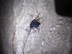 Paraphrynus carolynae