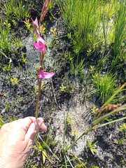 Disa racemosa