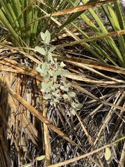 Mandevilla macrosiphon