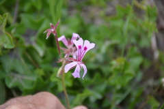 Pelargonium peltatum