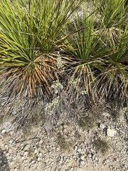 Mandevilla macrosiphon