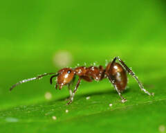 Camponotus dimorphus