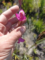 Disa racemosa