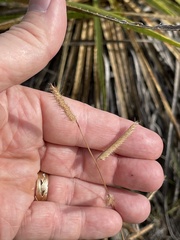 Bouteloua pectinata