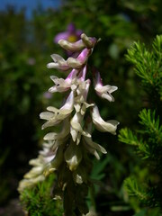 Vicia scandens