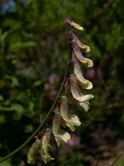 Vicia scandens