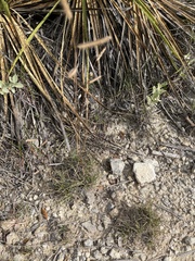 Bouteloua pectinata