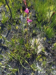 Disa racemosa